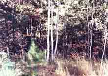 Plate 5. Aspen saplings in Lots 11.